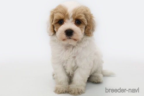 成約済の神奈川県のミックス犬-310933の1枚目